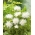 Kininis ratilis – White Jubilee - 450 sėklos - Callistephus chinensis