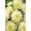 Aster เข็มกลีบดอก "มะนาว" - สีขาวครีม - Callistephus chinensis  - เมล็ด