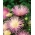 Aster kim cánh hoa "Rapsodia" - tím nhạt - 450 hạt - Callistephus chinensis 