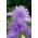 голка-пелюстка айстра "Warszawski Lila" - синього кольору - 360 насінин - Callistephus chinensis  - насіння