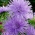 aster igle-latice "Warszawski Lila" - modra barva - 360 semen - Callistephus chinensis  - semena