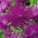 Игла-латица астер "Виолетта" - шљива-амарант - 450 семена - Callistephus chinensis 