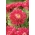 Trpasličí aster "Boruta" - malina-červená - 450 semien - Callistephus chinensis  - semená