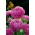 Asterul pitic "Hordelin" - roz pal - 450 de semințe - Callistephus chinensis 