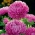 Trpasličí aster "Hordelin" - světle růžová - 450 semen - Callistephus chinensis  - semena