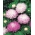 Callistephus chinensis - Aurora - white-pink - semillas