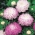 Hiina aedaster - Aurora - white-pink - Callistephus chinensis  - seemned