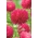 Božična-cvetličasta aster "Magdalena" - rožnato-grimizna - 360 semen - Callistephus chinensis  - semena