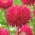 Peony-flowered aster "Magdalena" - pink-crimson - 360 biji - Callistephus chinensis  - benih