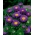 セミダブルアスター「イスクラ」 - 紫 -  450種 - Callistephus chinensis  - シーズ