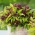 Manjericão Tailândes - Siam Queen - 900 sementes - Ocimum basilicum ‘Siam Queen'