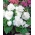 Begonia ×tuberhybrida  - baltas - pakuotėje yra 2 vnt