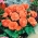 Бегония Голям Цветна Двойна Сьомга - 2 луковици - Begonia ×tuberhybrida