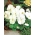 Ελβετική κούνια κήπου - λευκό - Viola x wittrockiana Schweizer Riesen - σπόροι
