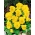 حديقة زهرية كبيرة وطي "لونا" - في جميع ظلال الليمون الأصفر - 288 بذور - Viola wittrockiana - ابذرة