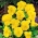 Голяма цветна градинска брада "Луна" - във всички нюанси на жълто - 288 семена - Viola wittrockiana