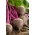 红甜菜根“Chrobry” - Beta vulgaris - 種子