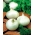 양파 "엘로디"- 흰색, 겨울 다양 함 - Allium cepa L. - 씨앗
