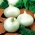 양파 "엘로디"- 흰색, 겨울 다양 함 - Allium cepa L. - 씨앗
