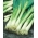 Озимий цибуля "Кайгаро" - Allium fistulosum  - насіння