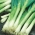 Allium fistulosum - Kaigaro - sēklas