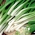 겨울 양파 "Winter Nest"- 900 종 - Allium fistulosum  - 씨앗