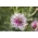Cornflower, butang Sarjana Muda "Romantis Klasik" - 250 biji - Centaurea cyanus  - benih