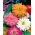 菊の花のある百日草「グラマーガールズ」 - バラエティーミックス -  108種 - Zinnia elegans - シーズ