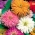 菊の花のある百日草「グラマーガールズ」 - バラエティーミックス -  108種 - Zinnia elegans - シーズ