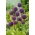 Duta Besar Bawang Putih Hias - Allium Ambassador