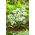 Dekoratív fokhagyma - Cowanii - Allium Cowanii