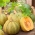 Squash "Danka Polka" - odrůda pěstovaná pro semena - 15 semen - Cucurbita pepo