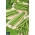 Zeleni francoski fižol "Finezja" - izjemno odporen na bolezni - Phaseolus vulgaris L. - semena