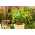 Fasole verde franțuzească "Ibiza" - numeroase păstăi pe o plantă - Phaseolus vulgaris L. - semințe