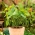 لوبیای سبز فرانسوی "ایبیزا" - غلاف های متعدد در یک گیاه - Phaseolus vulgaris L. - دانه