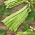 Pole, francoski fižol "Supermarconi" - s črnimi semeni - Phaseolus vulgaris L. - semena