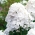 Phlox White - květinové cibulky / hlíza / kořen