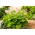 Hosta, 질경이 백합 합계 및 물질 - 알뿌리 / 덩이 식물 / 뿌리