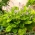 Hosta, Plants Lily Sum και Ουσία - βολβός / κονδύλος / ρίζα