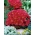 告别春天的“Brillant”; godetia  -  1350粒种子 - Godetia grandiflora - 種子