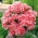 Fleur de Satin - Godetia grandiflora - 1350 graines - Sybil Sherwood