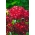الحلو وليام - القرمزي - 810 البذور - Dianthus barbatus - ابذرة