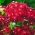Sweet William - carmine - 810 เมล็ด - Dianthus barbatus