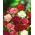 Carnation "Chabaud" - campuran pelbagai; merah cengkih - 149 biji - Dianthus caryophyllus Chabaud - benih