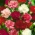 ดอกคาร์เนชั่น "Chabaud" - วาไรตี้ผสม; กานพลูสีชมพู - 149 เมล็ด - Dianthus caryophyllus Chabaud