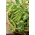 Грашак "Боогие" - интензивно зелен, са дугим витицама - Pisum sativum - семе