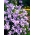 Ervilha de cheiro - Countess Cadogan - 22 sementes - Lathyrus odoratus
