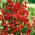 מתוק אפונה "קנת" - 33 זרעים - Lathyrus odoratus