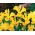איריס הולנדיקה קציר הזהב - 10 בצל - Iris × hollandica