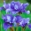 Dublu-iris siberian cu flori - Concord Crush; pavilionul siberian - Iris sibirica